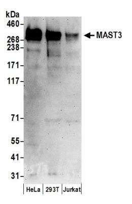 Western Blot: MAST3 Antibody [NBP2-37755] - Detection of Human MAST3 by Western Blot. Samples: Whole cell lysate (50 ug) from HeLa, 293T, and Jurkat cells prepared using NETN lysis buffer. Antibodies: Affinity purified rabbit anti-MAST3 antibody used for WB at 0.1 ug/ml. Detection: Chemiluminescence with an exposure time of 3 minutes.