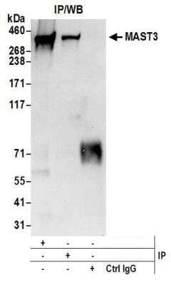 Western Blot: MAST3 Antibody [NBP2-37755] - Detection of Human MAST3 by Western Blot of  Immunoprecipitates. Samples: Whole cell lysate (0.5 or 1.0 mg per IP reaction; 20% of IP loaded) from 293T cells prepared using NETN lysis buffer. Antibodies: Affinity purified rabbit anti-MAST3 antibody used for IP at 6 ug per reaction. MAST3 was also immunoprecipitated by rabbit anti-MAST3 antibody. For blotting immunoprecipitated MAST3, NBP2-37755 was used at 1 ug/ml. Detection: Chemiluminescence with an exposure time of 10 seconds.