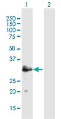 Western Blot: MAST4 Antibody [H00375449-B01P] - Analysis of MAST4 expression in transfected 293T cell line by MAST4 polyclonal antibody.  Lane 1: LOC375449 transfected lysate(27.5 KDa). Lane 2: Non-transfected lysate.