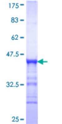 SDS-Page: MAST4 Partial Protein [H00375449-Q01] - 12.5% SDS-PAGE Stained with Coomassie Blue.
