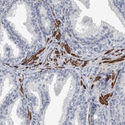 Immunohistochemistry-Paraffin MASTL Antibody - BSA Free