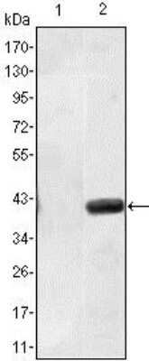 Western Blot: Matrilin-1 Antibody (5A8) [NBP2-37652] - Western blot analysis using Matrilin-1 mAb against HEK293 (1) and Matrilin-1(AA: 427-496)-hIgGFc transfected HEK293 (2) cell lysate.