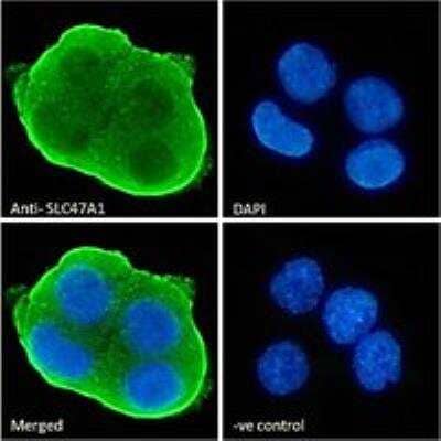 Immunocytochemistry/Immunofluorescence: MATE1 Antibody [NBP1-36989] - Immunofluorescence analysis of paraformaldehyde fixed HepG2 cells, permeabilized with 0.15% Triton. Primary incubation 1hr (10 ug/mL) followed by Alexa Fluor 488 secondary antibody (2 ug/mL), showing membrane staining. The nuclear stain is DAPI (blue). Negative control: Unimmunized goat IgG (10 ug/mL) followed by Alexa Fluor 488 secondary antibody (2 ug/mL). Strong expression of the protein seen in the plasma membrane of HepG2 cells.