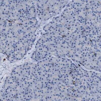 Immunohistochemistry-Paraffin: MATE1 Antibody [NBP1-87909] - Staining of human pancreas shows no positivity in exocrine glandular cells as expected.