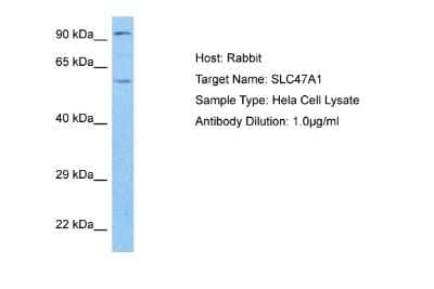 Western Blot: MATE1 Antibody [NBP2-85259] - Host: Rabbit. Target Name: SLC47A1. Sample Tissue: Human Hela Whole Cell lysates. Antibody Dilution: 1ug/ml