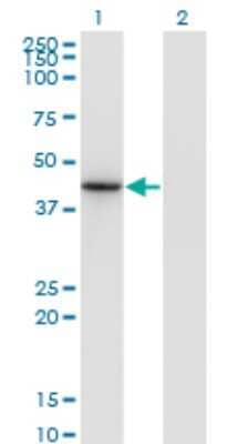 Western Blot: MATH2/NEUROD6 Antibody (3G7) [H00063974-M17] - Analysis of NEUROD6 expression in transfected 293T cell line by NEUROD6 monoclonal antibody (M17), clone 3G7. Lane 1: NEUROD6 transfected lysatE (38.705 KDa). Lane 2: Non-transfected lysate.