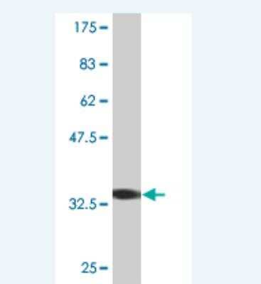 Western Blot: MATK Antibody (2C5) [H00004145-M05] - Detection against Immunogen (35.2 KDa) .