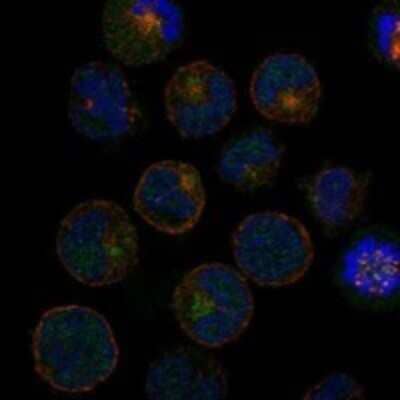 Immunocytochemistry/Immunofluorescence: MATK Antibody [NBP3-17887] - Staining of human cell line K-562 shows localization to cytosol, centriolar satellites & mitotic spindle.