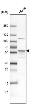 Western Blot: MATK Antibody [NBP1-84487] - Analysis in human cell line HL-60.