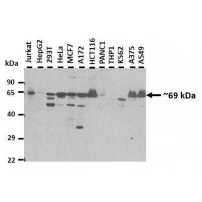 Western Blot: MAU2 Antibody [NBP1-56779] - 25 ug of human whole cell extracts was loaded onto a 12% SDS-PAGE gel. 3 ug/ml of antibody was used in this experiment. Recommended dilution for antibody is 1-3 ug/ml.