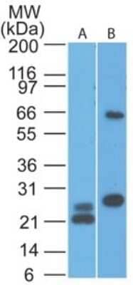 Western Blot: MAVS Antibody (58N3E1) - Azide and BSA Free [NBP2-80840] - Analysis of A) partial recombinant protein and B) human HeLa lysate using IPS-1 antibody at 0.1 ug/ml and 2 ug/ml, respectively. Goat anti-mouse Ig HRP secondary antibody and PicoTect ECL substrate solution were used for this test. Image from the standard format of this antibody.