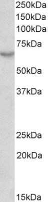 Western Blot: MAVS Antibody (58N3E1) - Azide and BSA Free [NBP2-80840] - Western blot analysis of HEK293 lysate (35 ug per lane, RIPA buffer) using MAVS antibody (NBP2-22378) at 0.3ug/ml. Band observed at ~65kDa. (Expected MW of 56.5kDa according to NP_065797.2). Image from the standard format of this antibody.