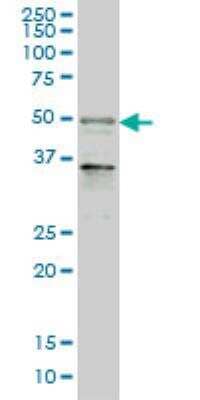 Western Blot: MAZ Antibody (3D2) [H00004150-M01] - Western Blot analysis of MAZ expression in Hela NE ( Cat # L013V3 ).