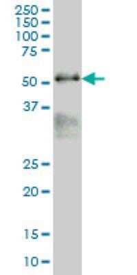 Western Blot: MAZ Antibody (6G2) [H00004150-M05] - Western Blot analysis of MAZ expression in Hela NE ( Cat # L013V3 ).