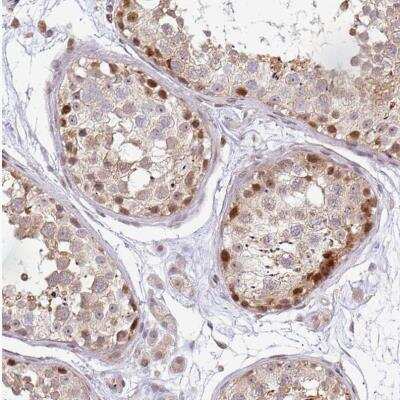 Immunohistochemistry-Paraffin: MAZ Antibody [NBP2-33519] - Staining of human testis shows moderate to strong nuclear positivity in glandular cells.