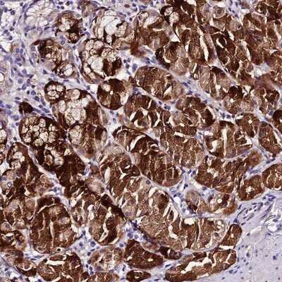 Immunohistochemistry-Paraffin: MB21D2 Antibody [NBP1-92101] - Staining of human stomach, upper shows strong cytoplasmic positivity in glandular cells.