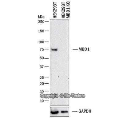 Knockdown Validated: MBD1 Antibody (100B272.1) - Azide and BSA Free [NBP2-33221] - Western blot shows lysates of HEK293T human embryonic kidney parental cell line and MBD1 knockout (KO) HEK293T cell line. PVDF membrane was probed with 2.0 ug/ml of Mouse Anti-Human MBD1 Monoclonal Antibody (Catalog # NBP2-33221) followed by HRP-conjugated Anti-Mouse IgG Secondary Antibody (Catalog #HAF018). Specific band was detected for MBD1 at approximately 60 kDa (as indicated) in the parental HEK293T cell line, but is not detectable in the knockout HEK293T cell line. This experiment was conducted under reducing conditions.