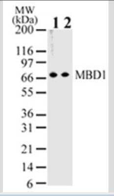 Western Blot: MBD1 Antibody (100B272.1) - Azide and BSA Free [NBP2-33221] - Analysis of MBD1 in HeLa lysate using MBD1 antibody at 2 ug/ml (lane 1) and 1 ug/ml (lane 2).