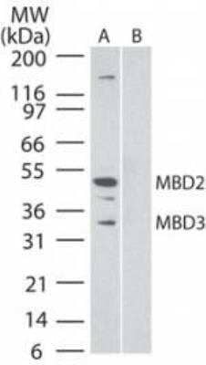 Western Blot: MBD3 Antibody (106B691) [NB100-56534] - Analysis of MBD2 and MBD3 using this antibody. HeLa cell lysate (nuclear fraction) probed with MBD3/2 antibody at 2 ug/ml in the A) absence and B) presence of immunizing peptide.