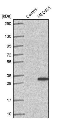 Western Blot MBD3L1 Antibody - BSA Free