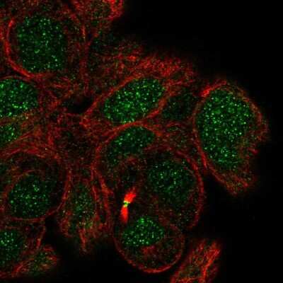 Immunocytochemistry/Immunofluorescence: MBD5 Antibody [NBP2-54919] - Staining of human cell line RT4 shows localization to nucleus & midbody. Antibody staining is shown in green.