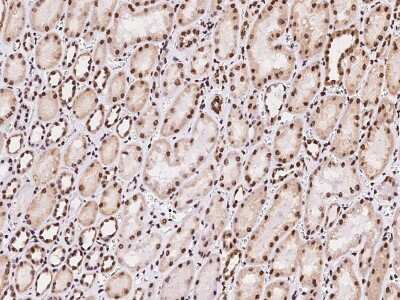 Immunohistochemistry-Paraffin: MBD5 Antibody [NBP2-99368] - Immunochemical staining of human MBD5 in human kidney with rabbit polyclonal antibody at 1:200 dilution, formalin-fixed paraffin embedded sections.