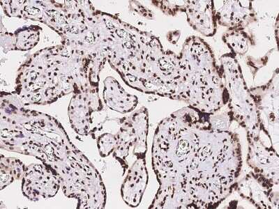 Immunohistochemistry-Paraffin: MBD5 Antibody [NBP2-99368] - Immunochemical staining of human MBD5 in human placenta with rabbit polyclonal antibody at 1:200 dilution, formalin-fixed paraffin embedded sections.