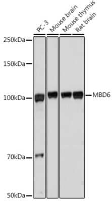 Western Blot MBD6 Antibody - Azide and BSA Free