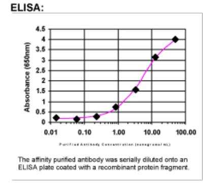 ELISA: MBL Antibody [24450002] -   