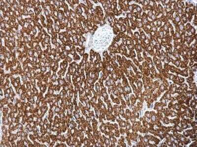 Immunohistochemistry-Paraffin: MBNL2 Antibody [NBP2-43638] - Analysis of mouse liver. MBNL2 antibody dilution: 1:500.