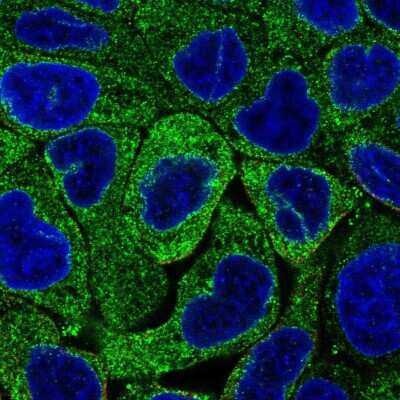 Immunocytochemistry/Immunofluorescence: MBOAT7 Antibody [NBP2-49207] - Staining of human cell line RT4 shows localization to cytosol. Antibody staining is shown in green.