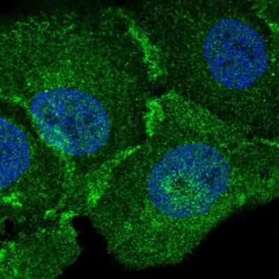 Immunocytochemistry/Immunofluorescence: MBP Antibody [NBP2-56185] - Staining of human cell line HaCaT shows localization to plasma membrane.