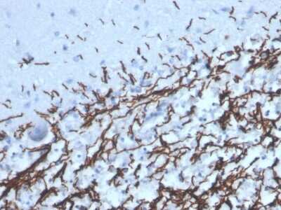 Immunohistochemistry-Paraffin: MBP Antibody (MBP/4277R) [NBP3-07276] - Formalin-fixed, paraffin-embedded human brain stained with MBP Recombinant Rabbit Monoclonal Antibody (MBP/4277R).