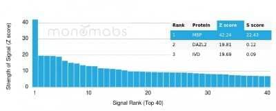 Protein Array: MBP Antibody (MBP/4277R) [NBP3-08388] - Analysis of Protein Array containing more than 19,000 full-length human proteins using MBP Recombinant Rabbit Monoclonal Antibody (MBP/4277R).
