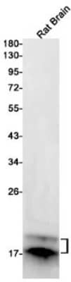 Western Blot: MBP Antibody (S07-4I6) [NBP3-19705] - Western blot detection of MBP in Rat Brain lysates using NBP3-19705 (1:1000 diluted). Predicted band size: 33kDa. Observed band size: 18kDa.