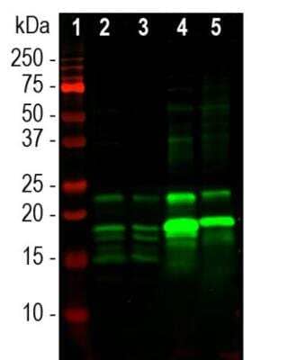 Western Blot: MBP Antibody [NBP3-05553] - Western blot analysis of different tissue lysates using MBP Antibody at a dilution of 1:5,000 in green: [1] protein standard (red), [2] rat cerebellum, [3] mouse cerebellum, [4] cow midbrain and [5] pig midbrain. Multiple bands between 15-25 kDa mark correspond to the various alternate transcripts of the single MBP gene.