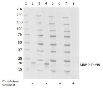 Western Blot: MBP [p Thr98] Antibody (98P/12) [NB100-64789] - 30 ug of human brain tissue lysate was run under reducing conditions on SDS PAGE and transferred to a PVDF membrane. Bio-Rad Precision Plus molecular weight marker was run in lanes 1, 3, 5 and 7. Mouse anti MBP P-Thr98 antibody was used as the primary antibody at a dilution of 1/500 in lanes 2 and 6 and at 1/1000 in lanes 4 and 8. TidyBlot Western Blot Detection Reagent:HRP was used as the secondary reagent at 1/200. Membranes were treated with (+) and without (-) phosphatase and visualized.
