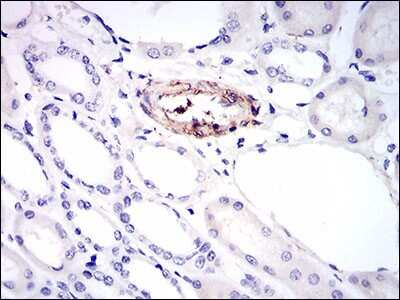 Immunohistochemistry: MCAM/CD146 Antibody (6C3F1) [NBP2-37318] - Immunohistochemical analysis of paraffin-embedded kidney tissues using MCAM mouse mAb with DAB staining.