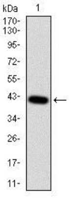 Western Blot: MCAM/CD146 Antibody (6C3F1) [NBP2-37318] - Western blot analysis using MCAM mAb against human MCAM recombinant protein. (Expected MW is 37.7 kDa)