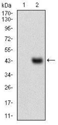 Western Blot: MCAM/CD146 Antibody (6C3F1) [NBP2-37318] - Western blot analysis using MCAM mAb against HEK293 (1) and MCAM (AA: 84-189)-hIgGFc transfected HEK293 (2) cell lysate.