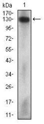 Western Blot: MCAM/CD146 Antibody (6C3F1) [NBP2-37318] - Western blot analysis using MCAM mouse mAb against Hela cell lysate.
