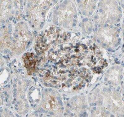 Immunohistochemistry-Paraffin: MCAM/CD146 Antibody [NBP1-88132] - Staining of human kidney shows moderate membranous positivity in cells in glomeruli.