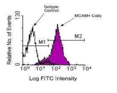 Flow Cytometry: MCAM/CD146 Antibody (c264) [FITC] [NBP1-28332] - Thymocytes from a young chicken were isolated and incubated with purified mouse anti-chicken MCAM MAb. The cells were then stained with goat anti-mouse IgG2b-FITC and analyzed by flow cytometry (BDB, San Jose, CA).