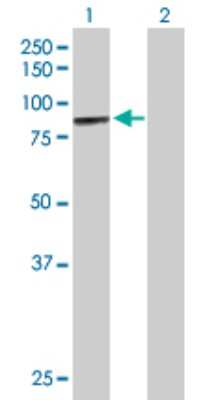 Western Blot: MCCC1 Antibody [H00056922-B01P] - Analysis of MCCC1 expression in transfected 293T cell line by MCCC1 polyclonal antibody.  Lane 1: MCCC1 transfected lysate(79.75 KDa). Lane 2: Non-transfected lysate.