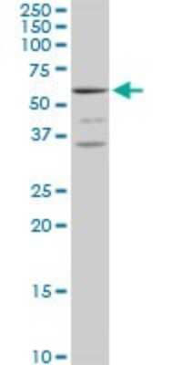 Western Blot: MCCC2 Antibody [H00064087-B01P] - Analysis of MCCC2 expression in HepG2.