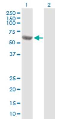 Western Blot: MCCC2 Antibody [H00064087-B01P] - Analysis of MCCC2 expression in transfected 293T cell line by MCCC2 polyclonal antibody.  Lane 1: MCCC2 transfected lysate(61.93 KDa). Lane 2: Non-transfected lysate.