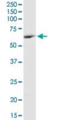 Western Blot: MCCC2 Antibody [H00064087-D01P] - Analysis of MCCC2 expression in HepG2.