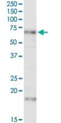 Western Blot: MCCC2 Antibody [H00064087-D01P] - Analysis of MCCC2 expression in mouse lung.