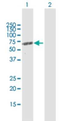 Western Blot: MCCC2 Antibody [H00064087-D01P] - Analysis of MCCC2 expression in transfected 293T cell line by MCCC2 polyclonal antibody.Lane 1: MCCC2 transfected lysate(61.30 KDa).Lane 2: Non-transfected lysate.