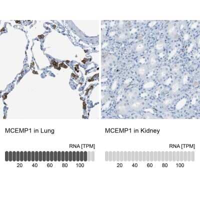 Immunohistochemistry-Paraffin MCEMP1 Antibody - BSA Free